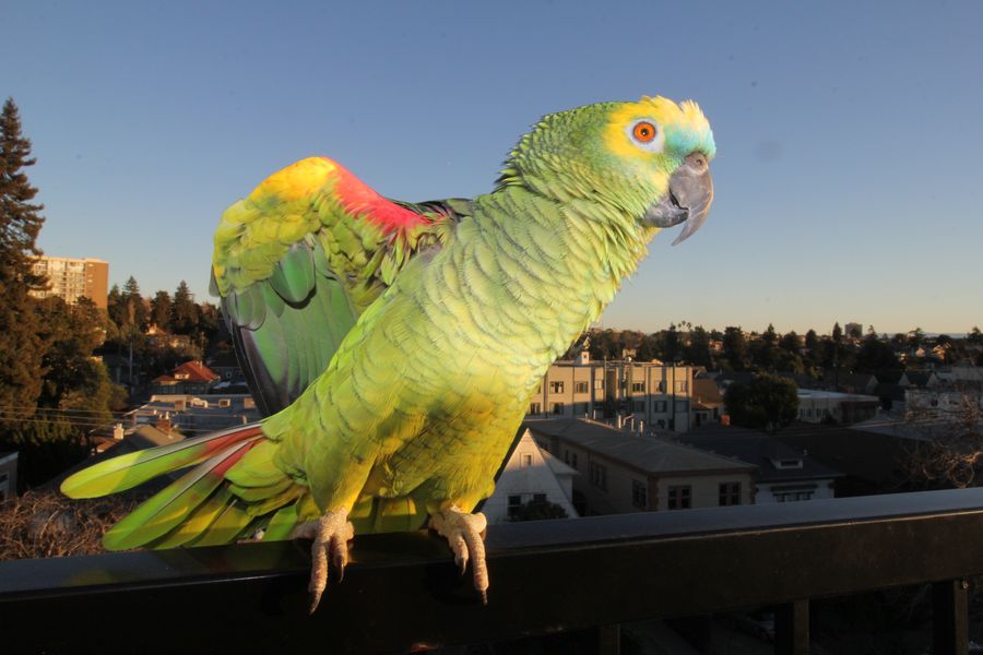 A blue-fronted Amazon parrot stretching its wings on a railing in golden-hour light