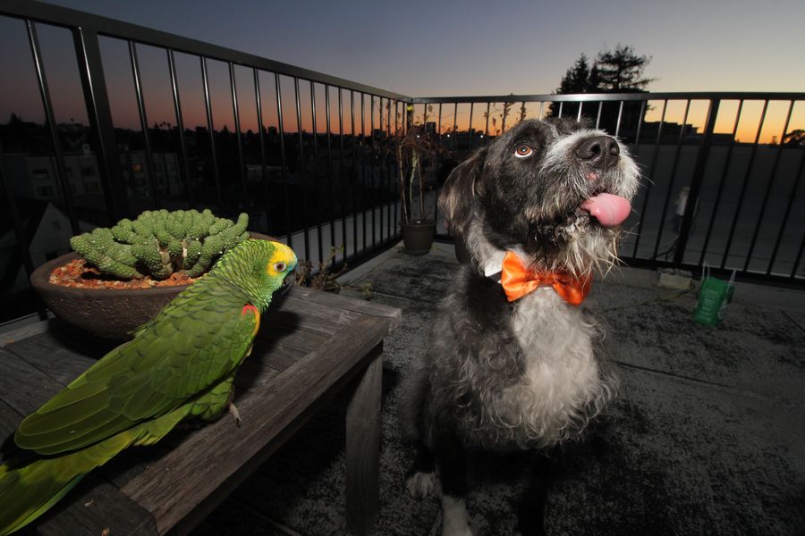 A green Amazon parrot and a scruffy dog in an orange bow tie on a rooftop at sunset