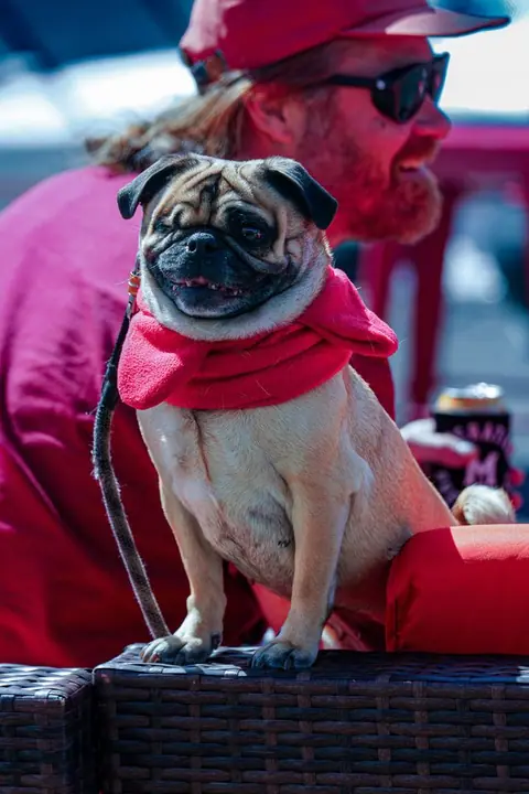 A pug in a red scarf posing on a chair beside its person in a red hoodie